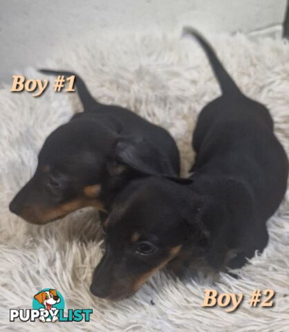 ADORABLE PUREBRED MINIATURE DACHSHUND PUPPIES 