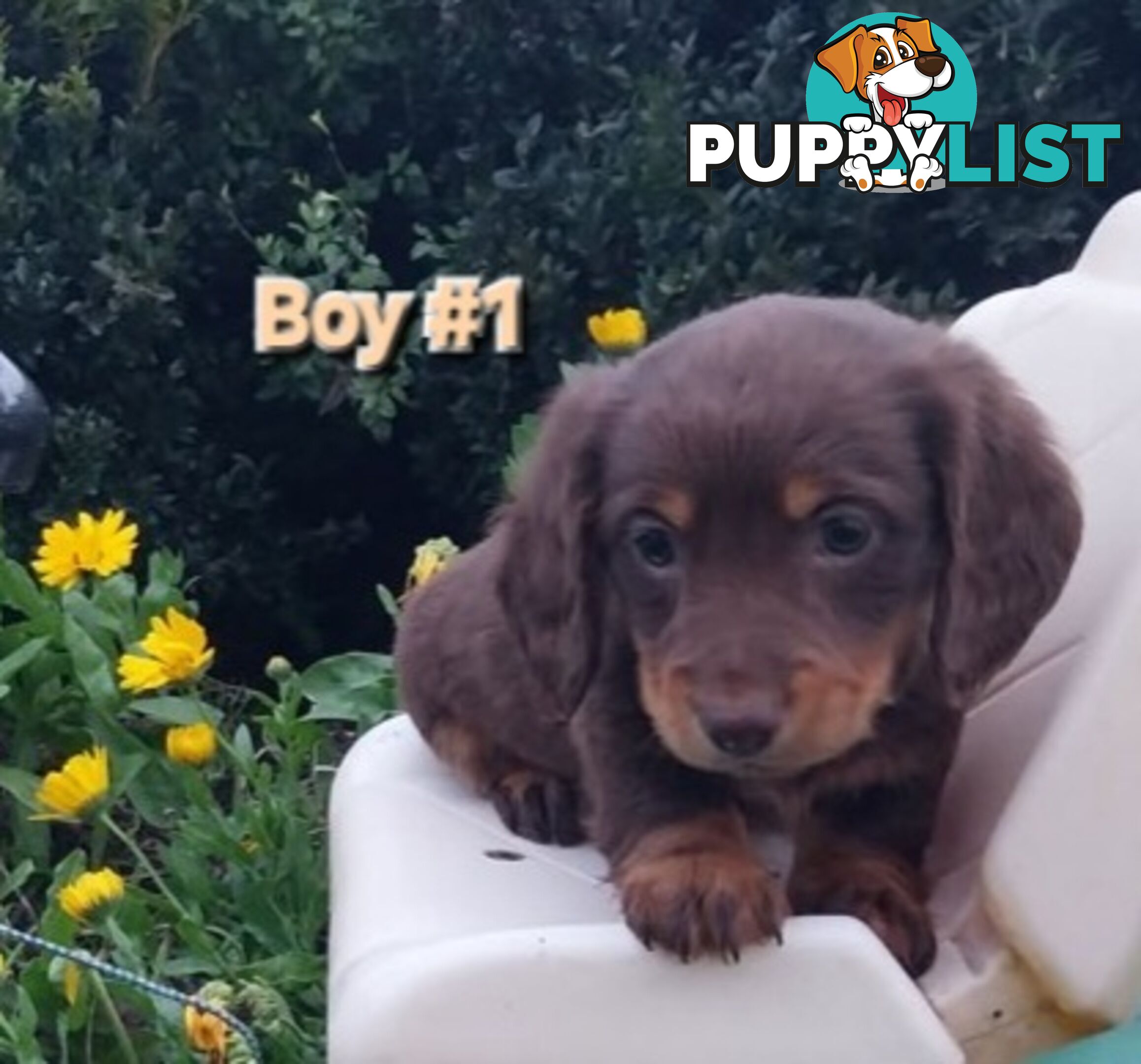 ADORABLE MINI DACHSHUND PUPPIES 