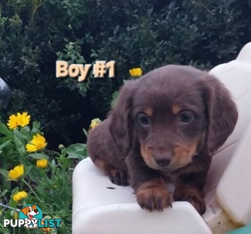 ADORABLE MINI DACHSHUND PUPPIES 
