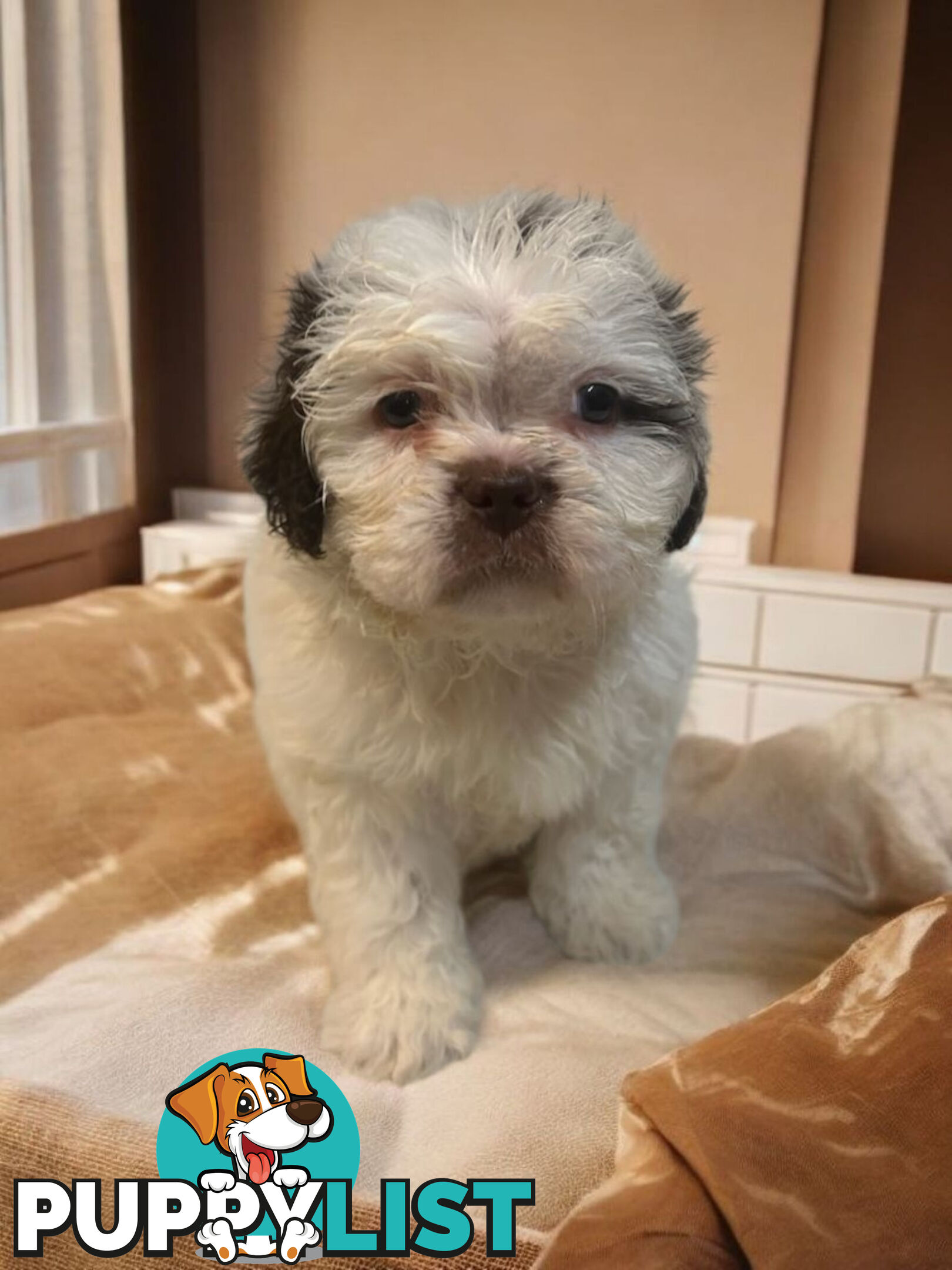 BEAUTIFUL SOFT CUDDLY TOY SHOODLE PUPPIES