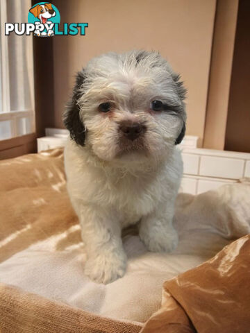 BEAUTIFUL SOFT CUDDLY TOY SHOODLE PUPPIES