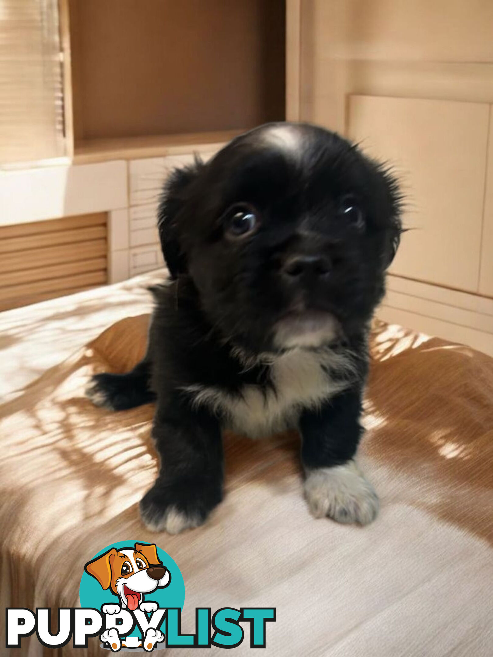 BEAUTIFUL SOFT CUDDLY TOY SHOODLE PUPPIES
