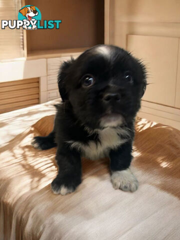 BEAUTIFUL SOFT CUDDLY TOY SHOODLE PUPPIES