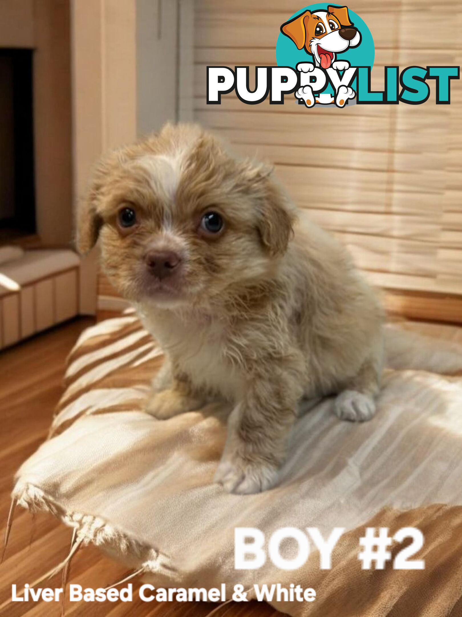 BEAUTIFUL SOFT CUDDLY TOY SHOODLE PUPPIES