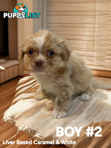 BEAUTIFUL SOFT CUDDLY TOY SHOODLE PUPPIES