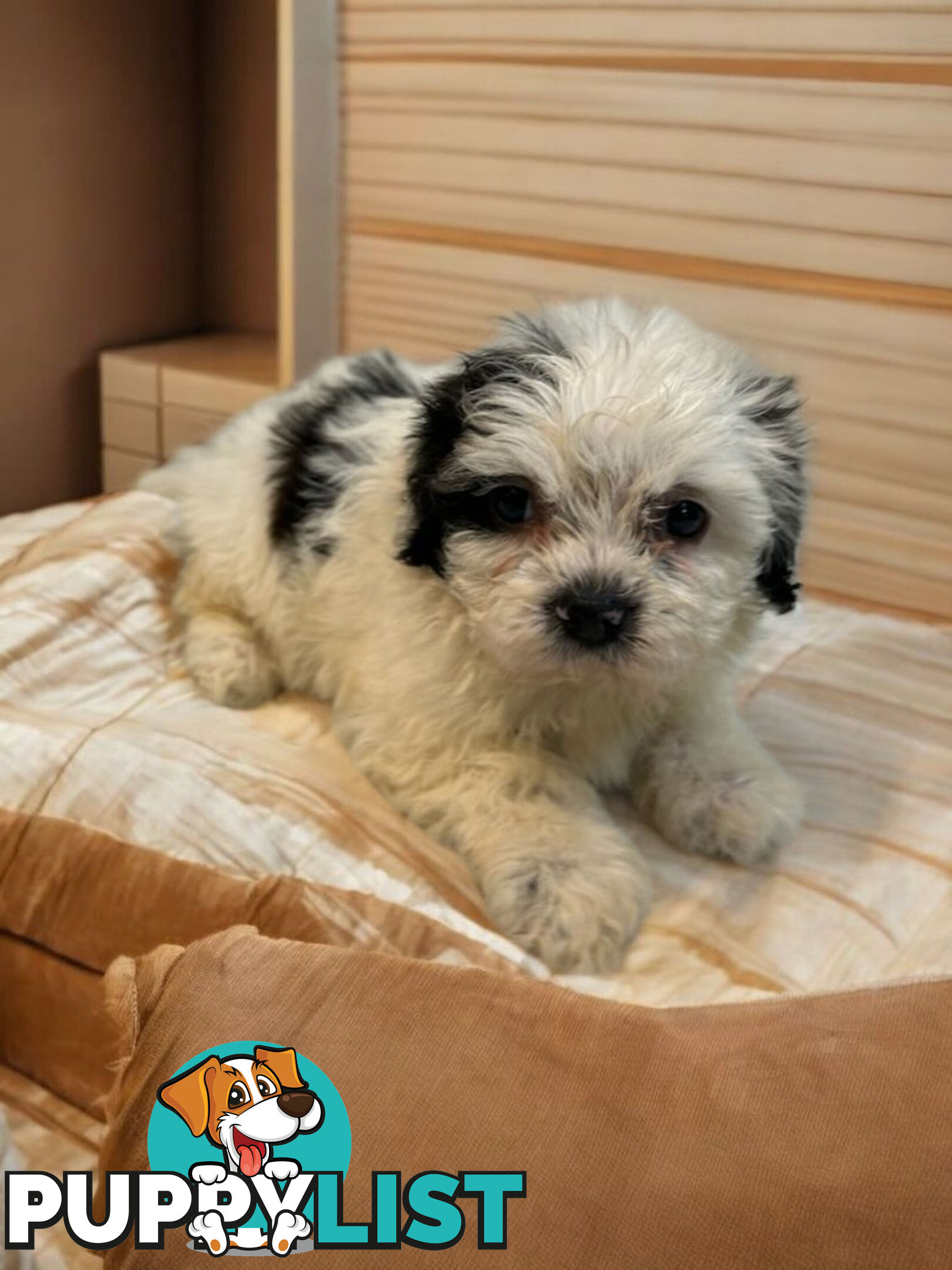 BEAUTIFUL SOFT CUDDLY TOY SHOODLE PUPPIES
