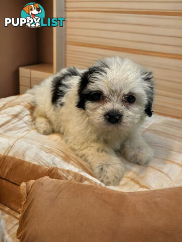 BEAUTIFUL SOFT CUDDLY TOY SHOODLE PUPPIES