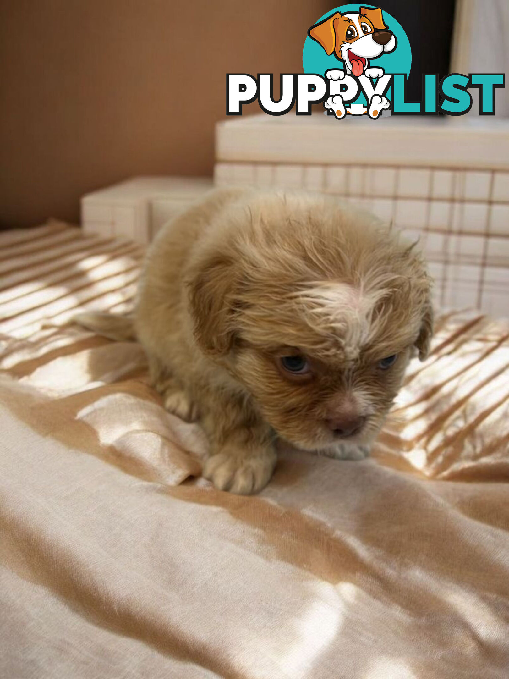 BEAUTIFUL SOFT CUDDLY TOY SHOODLE PUPPIES