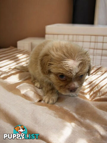 BEAUTIFUL SOFT CUDDLY TOY SHOODLE PUPPIES