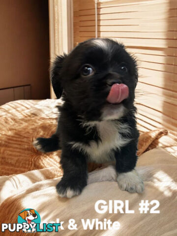 BEAUTIFUL SOFT CUDDLY TOY SHOODLE PUPPIES