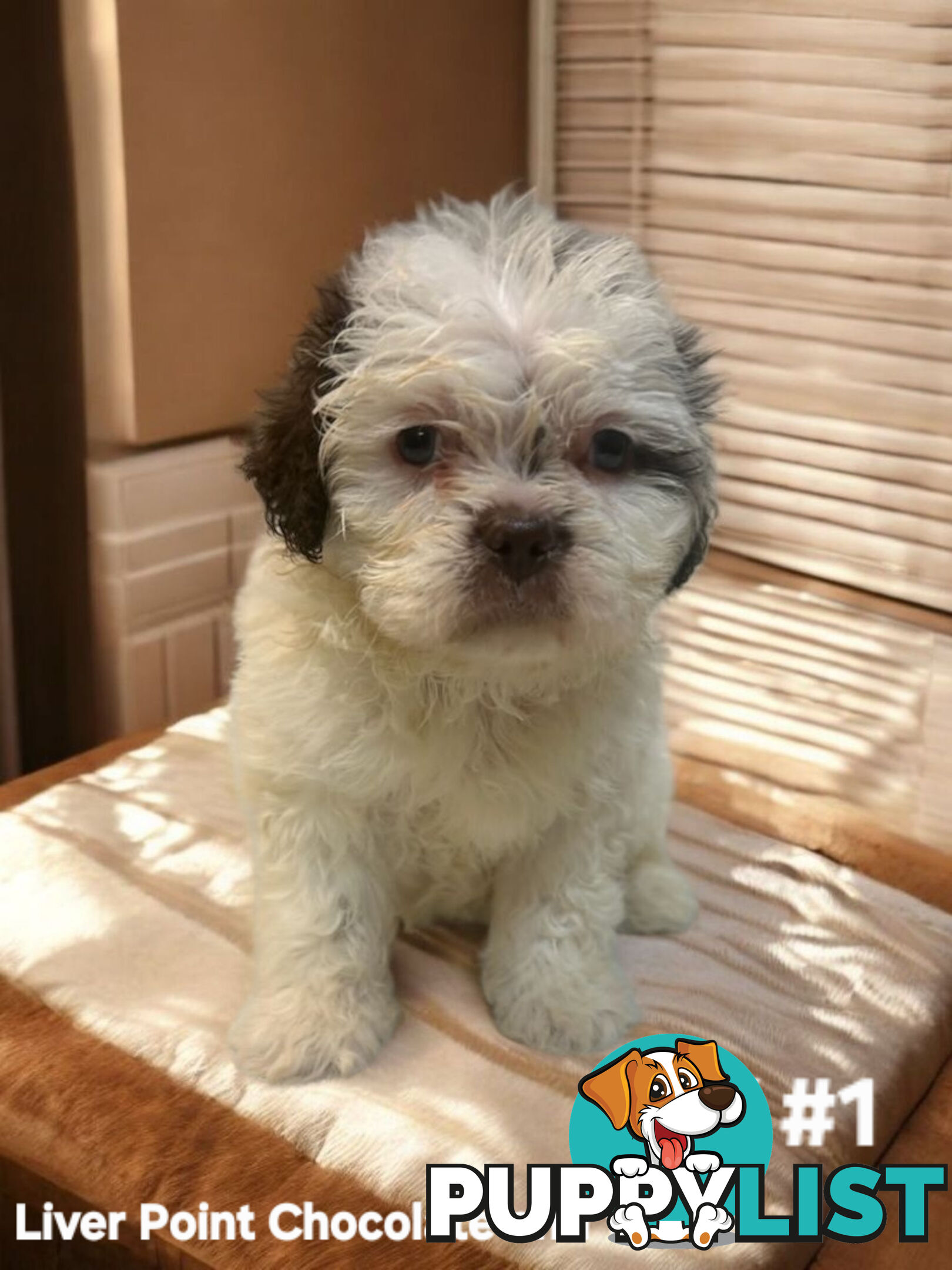 BEAUTIFUL SOFT CUDDLY TOY SHOODLE PUPPIES