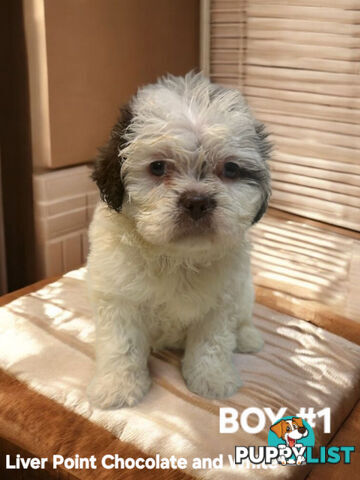 BEAUTIFUL SOFT CUDDLY TOY SHOODLE PUPPIES