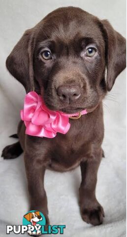 ABSOLUTELY STUNNING PUREBRED CHOCOLATE LABRADOR PUPPIES