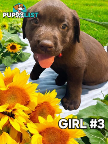 ABSOLUTELY STUNNING PUREBRED CHOCOLATE LABRADOR PUPPIES