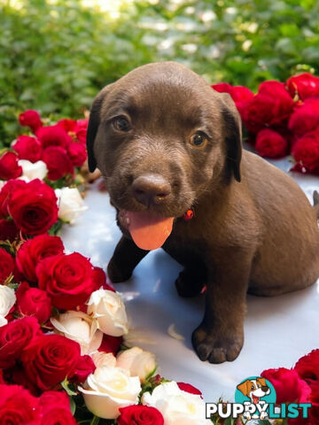 ABSOLUTELY STUNNING PUREBRED CHOCOLATE LABRADOR PUPPIES COMING SOON!!!!