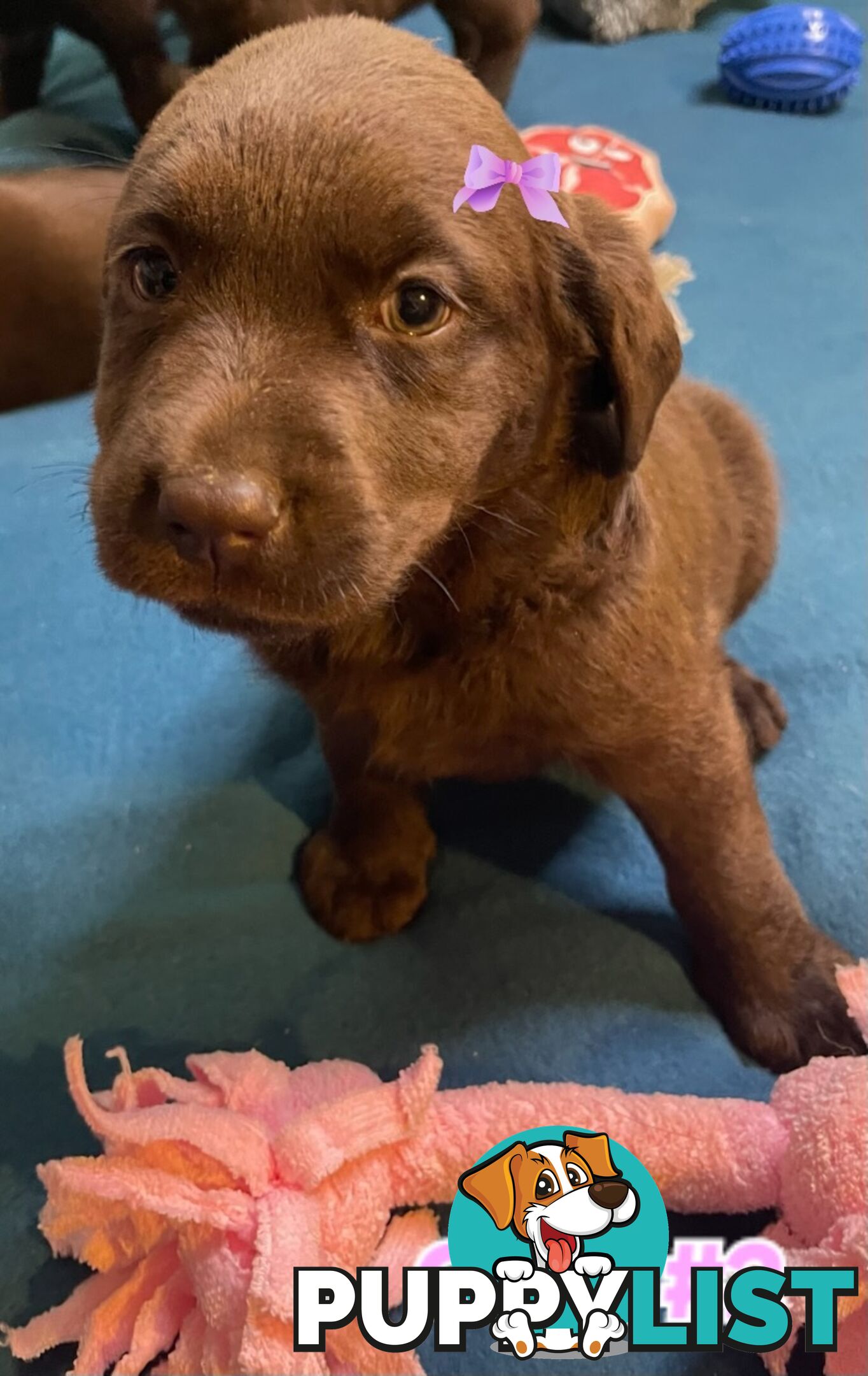 ABSOLUTELY STUNNING PUREBRED CHOCOLATE LABRADOR PUPPIES