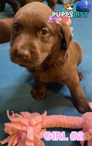 ABSOLUTELY STUNNING PUREBRED CHOCOLATE LABRADOR PUPPIES