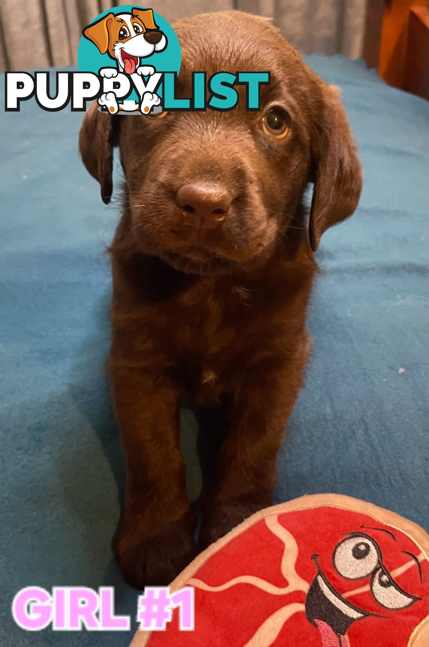 ABSOLUTELY STUNNING PUREBRED CHOCOLATE LABRADOR PUPPIES