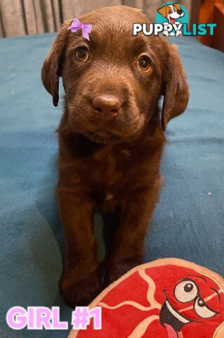 ABSOLUTELY STUNNING PUREBRED CHOCOLATE LABRADOR PUPPIES