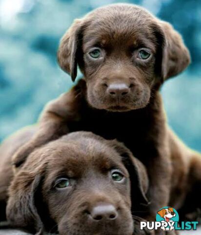 ABSOLUTELY STUNNING PUREBRED CHOCOLATE LABRADOR PUPPIES