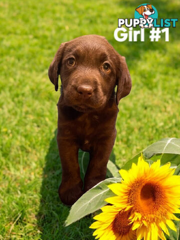 ABSOLUTELY STUNNING PUREBRED CHOCOLATE LABRADOR PUPPIES