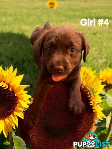 ABSOLUTELY STUNNING PUREBRED CHOCOLATE LABRADOR PUPPIES