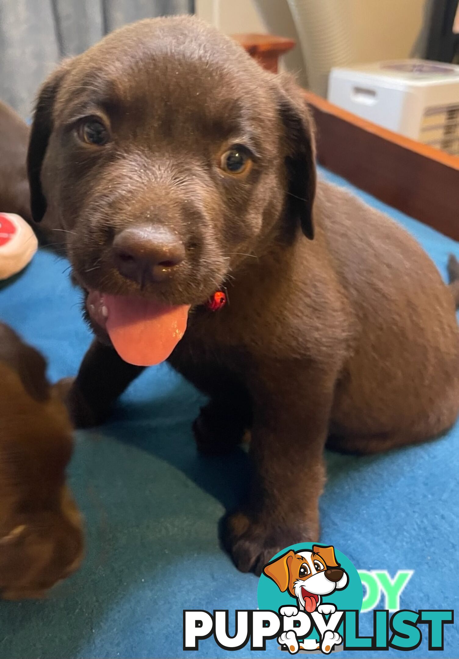 ABSOLUTELY STUNNING PUREBRED CHOCOLATE LABRADOR PUPPIES