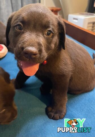 ABSOLUTELY STUNNING PUREBRED CHOCOLATE LABRADOR PUPPIES