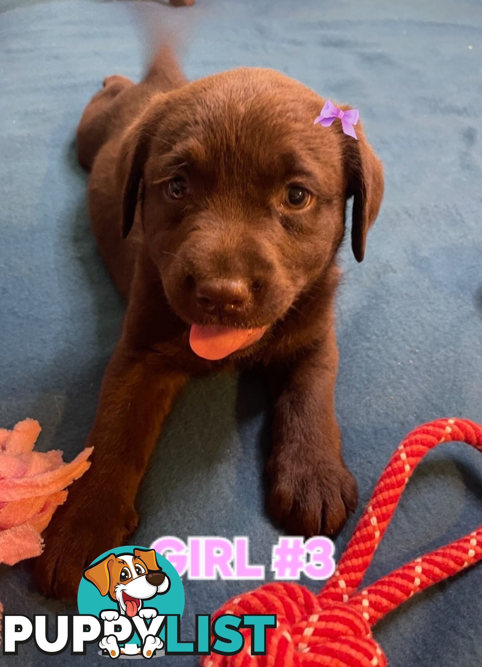 ABSOLUTELY STUNNING PUREBRED CHOCOLATE LABRADOR PUPPIES