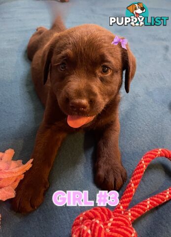 ABSOLUTELY STUNNING PUREBRED CHOCOLATE LABRADOR PUPPIES