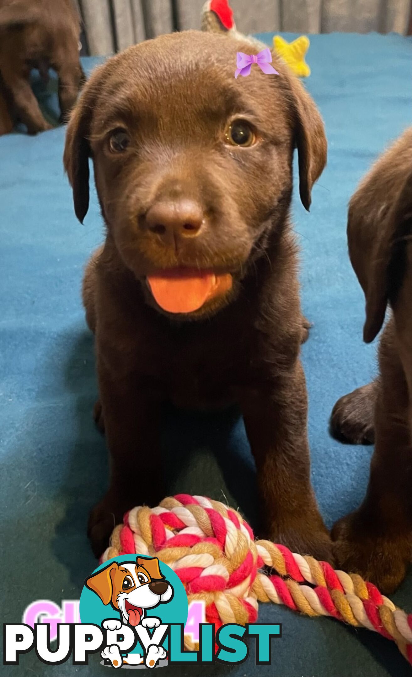 ABSOLUTELY STUNNING PUREBRED CHOCOLATE LABRADOR PUPPIES