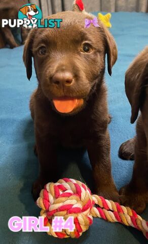 ABSOLUTELY STUNNING PUREBRED CHOCOLATE LABRADOR PUPPIES