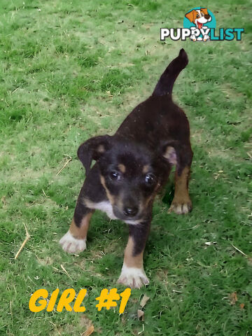 ADORABLE TACO TERRIER PUPPIES 