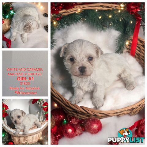 ADORABLE FLUFFY MALTESE X SHIHTZU PUPPIES COMING SOON!!!!