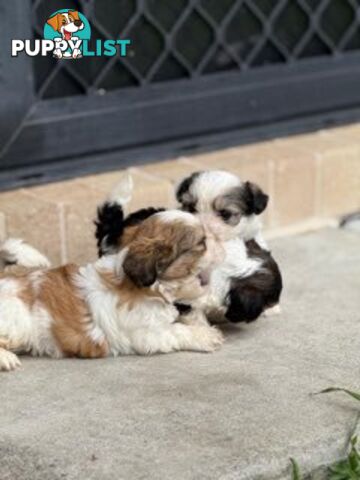 ADORABLE FLUFFY MALTESE X SHIHTZU PUPPIES  READY NOW