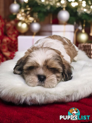 ADORABLE FLUFFY MALTESE X SHIHTZU PUPPIES  READY NOW