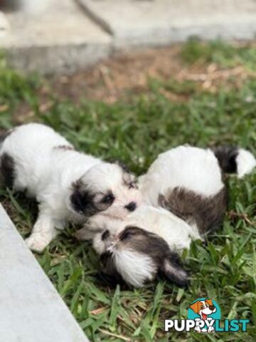 ADORABLE FLUFFY MALTESE X SHIHTZU PUPPIES  READY NOW