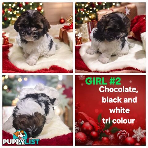 ADORABLE FLUFFY MALTESE X SHIHTZU PUPPIES  READY NOW