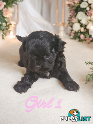 ADORABLE FLUFFY MALTESE X SHIHTZU PUPPIES  COMING SOON!!!