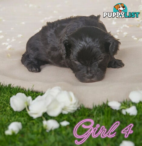 ADORABLE FLUFFY MALTESE X SHIHTZU PUPPIES  COMING SOON!!!