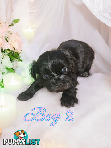 ADORABLE FLUFFY MALTESE X SHIHTZU PUPPIES  COMING SOON!!!