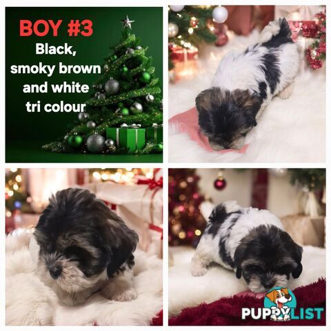 ADORABLE FLUFFY MALTESE X SHIHTZU PUPPIES  READY NOW