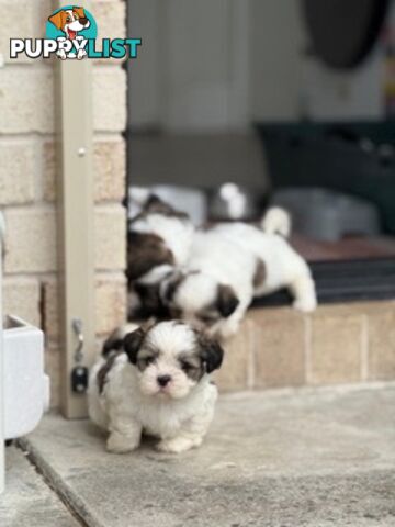 ADORABLE FLUFFY MALTESE X SHIHTZU PUPPIES  READY NOW