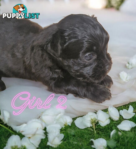 ADORABLE FLUFFY MALTESE X SHIHTZU PUPPIES  COMING SOON!!!