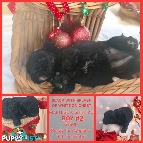 ADORABLE FLUFFY MALTESE X SHIHTZU PUPPIES COMING SOON!!!!