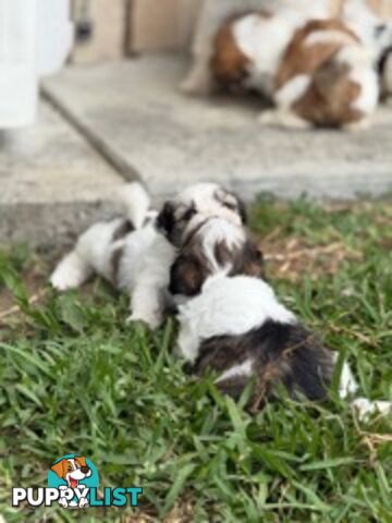 ADORABLE FLUFFY MALTESE X SHIHTZU PUPPIES  READY NOW