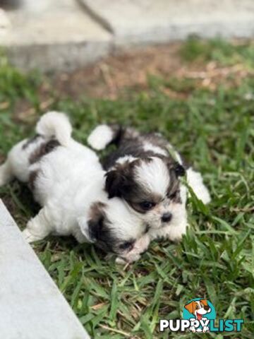 ADORABLE FLUFFY MALTESE X SHIHTZU PUPPIES  READY NOW