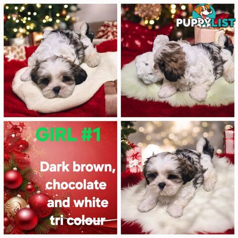 ADORABLE FLUFFY MALTESE X SHIHTZU PUPPIES  READY NOW