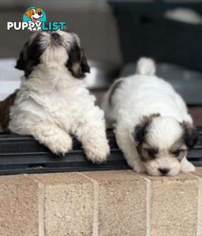 ADORABLE FLUFFY MALTESE X SHIHTZU PUPPIES  READY NOW