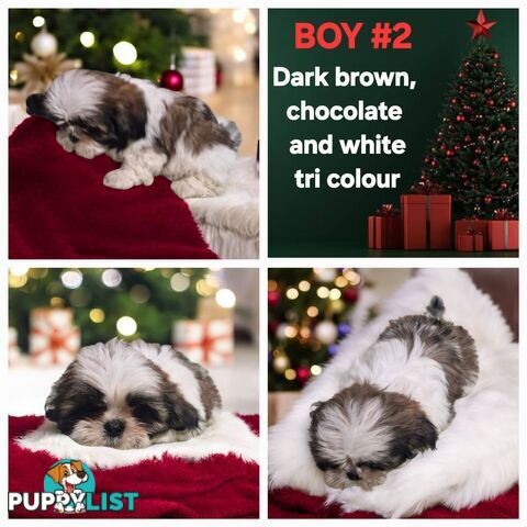 ADORABLE FLUFFY MALTESE X SHIHTZU PUPPIES  READY NOW